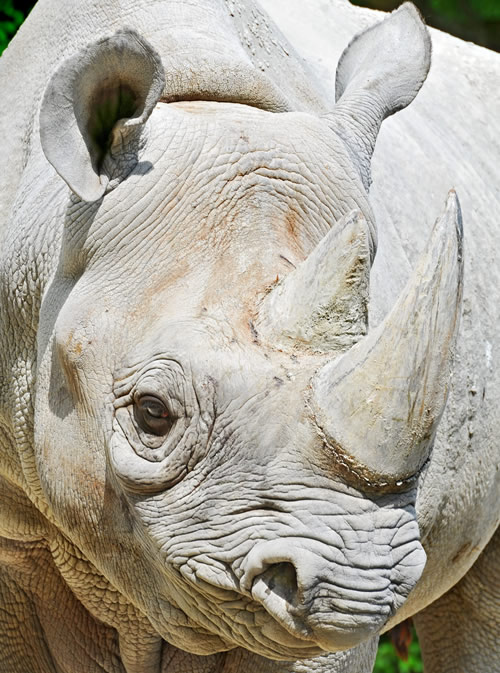 Black Rhino Endangered