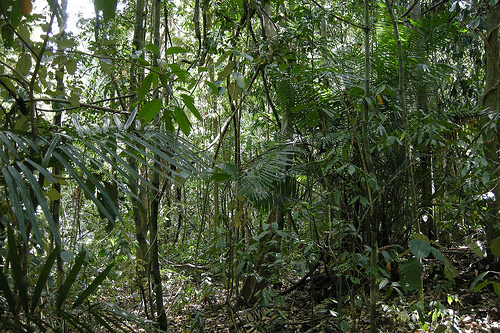 Javan rhino habitat in Vietnam's Cat Tien National Park, about to be destroyed by Vietnamese power plant.