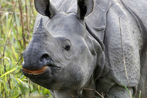 Greater One-Horned Rhino, Kaziranga, for article about flood preparations.
