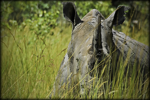 Rhino in tall grass for article about South Africa plan to microchip rhinos.