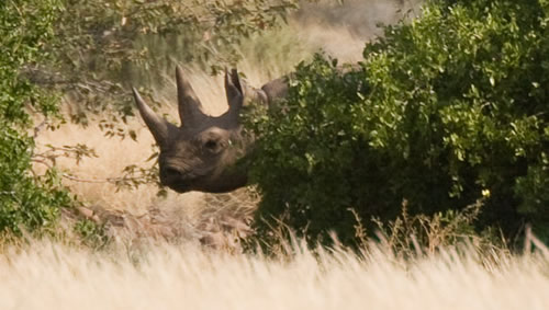 Black rhino peeking out.