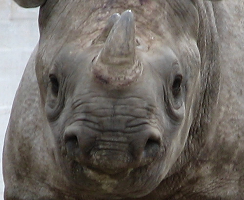 Black rhino image for article about airlift of rhino from Zululand reserves.
