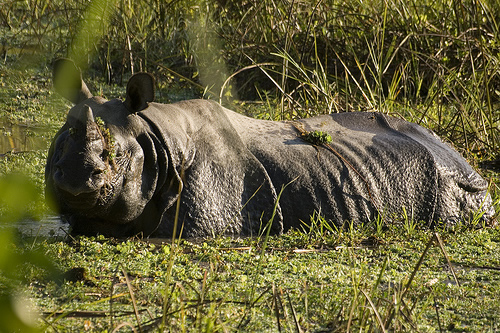 Rhino image for article about Chitwan rhino poaching and the success of grassroots efforts.