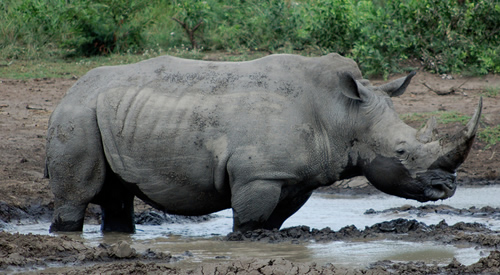 White rhino for article about KZN arrest of poachers smuggling bloody rhino horns.