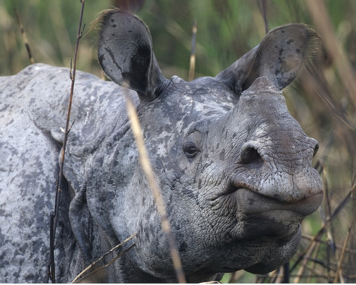 Greater one-horned rhino in Kaziranga NP for article about UNESCO requesting stronger anti-poaching measures.