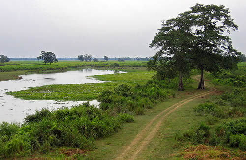Kaziranga National Park image for article about rhino and leopard killed for Chinese markets.