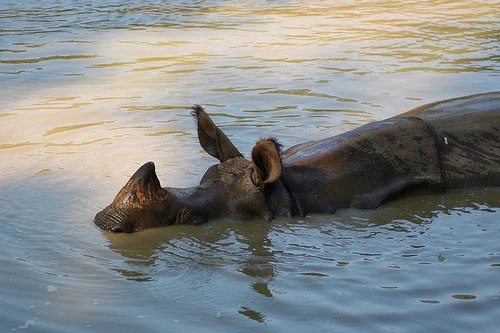 Photo of rhino swimming for article about poaching cover up in Jaldapara.