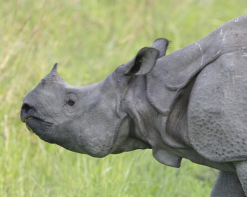 Rhinoceros unicornis profile for article about Jaldapara elephant safaris halted due to poaching.