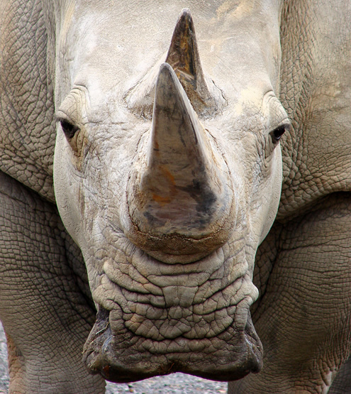 White rhino closeup for article about Heide murdered by poachers.