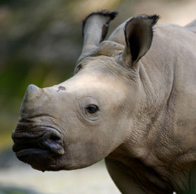 Baby white rhino photo for article about UK first AI rhino calf.