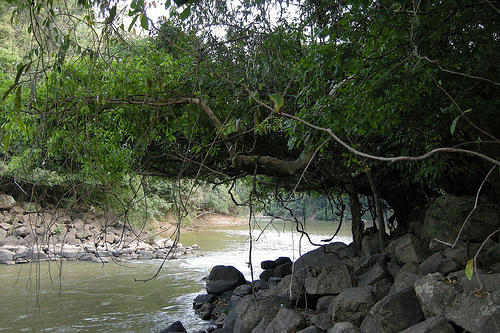 Cat Tien National Park for article about Javan Rhinos in Vietnam.