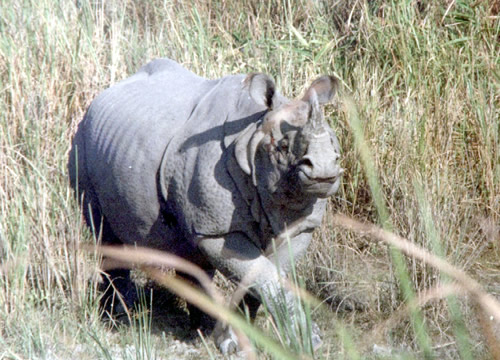 Greater one-horned rhino image for article about rhino bodyguards in Nepal.