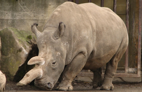 Ceratotherium simum cottoni - Northern white rhino - for article about controverisal move from Czech Zoo to Kenya.
