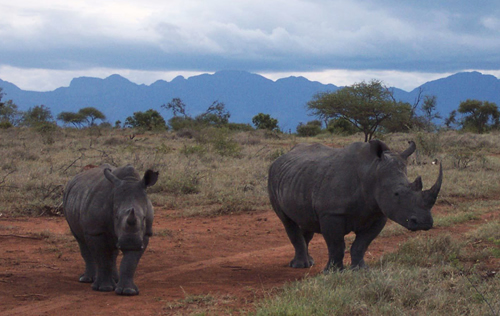 White rhinos in South Africa for article about Kruger National Park's irresponsible auction -  rhinos already dead.