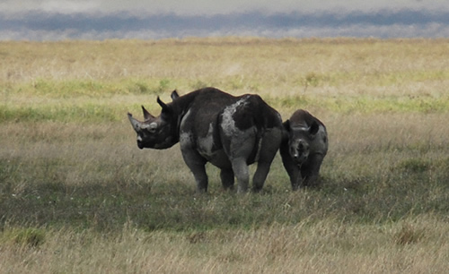 Black rhino with calf for aticle about Zimbabwe and South Africa as the epicenter of rhino poaching.