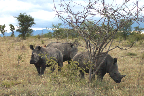 3 white rhinos for article about Dwesa Nature Reserve allowing Vietnamese poachers to kill rhinos and ship horns to Vietnam. 3 white rhinos for article about Dwesa Nature Reserve allowing Vietnamese poachers to kill rhinos and ship horns to Vietnam.