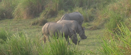 Greater one-horned rhinos grazing. Greater one-horned rhinos grazing.