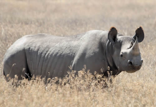 Black Rhino - urgent plea from Imire Safari Ranch: Chinese-supported syndicates are slaughtering rhinos. Black Rhino - urgent plea from Imire Safari Ranch: Chinese-supported syndicates are slaughtering rhinos.