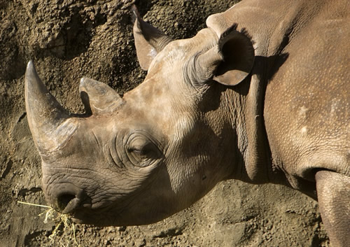 Black rhino profile for article about black rhino murders in Zimbabwe directly linked to trade with China. Black rhino profile for article about black rhino murders in Zimbabwe directly linked to trade with China.