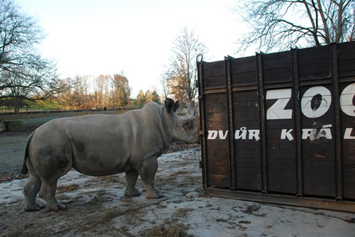 Northern white rhino prepares for journey from Czech Zoo to Kenya.