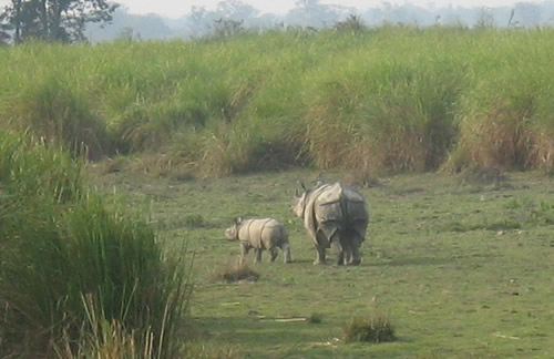 Greater one-horned rhino with calf for article about poachers posing as Kaziranga park visitors.