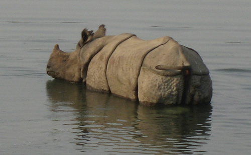 Rhinoceros unicornis image for article about railway track creating habitat for rhinos.
