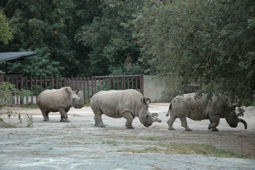 Northern white rhinos Sudan, Najin, and Fatu for article about controversial move from Czech Zoo to Kenya.