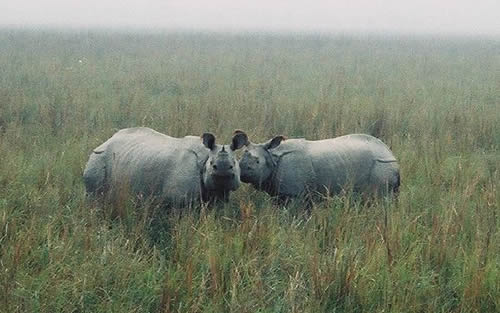 2 Indian rhinos for article about Orang National Park rhino poachers arrest.