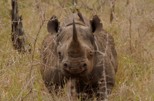 Black rhino image for article about Zimbabwe war vets poisoning rhinos.