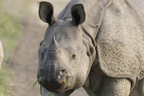 Greater one-horned rhino for article about Assam's Orang NP forest guards facing triple threat from poachers.