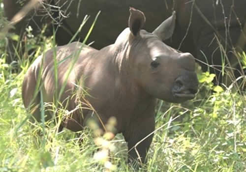 Augustu, the second baby white rhino born at Ziwa Rhino Sanctuary in Uganda.