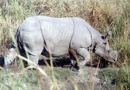 Greater one-horned rhino for article about rhino poaching in Orang National Park.