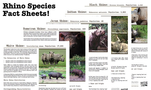 Rhino Species Fact Sheets by Saving Rhinos