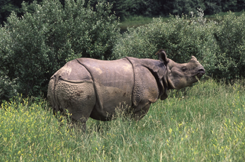 Greater one-horned rhino for article about rhino poaching gang arrested near Kaziranga while traveling to Dimapur, Nagaland