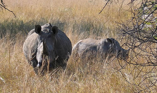 White rhino with calf for article about increased rhino poaching in South Africa