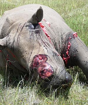 Rhino killed by poachers for Chinese demand for rhino horn