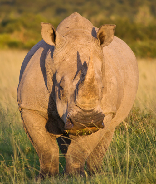 White rhino for article about Shamwari Game Reserve auction stating buyers are scrutinized and animals end up in safe environments