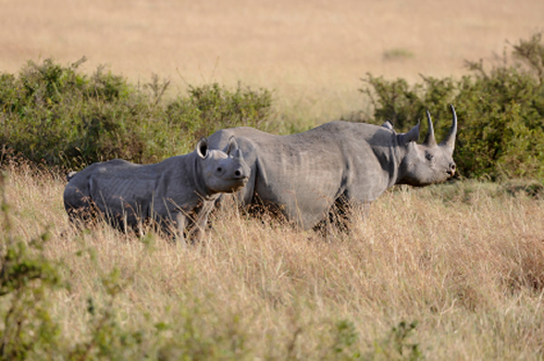 Black rhino with calf for rhino facts and photo gallery