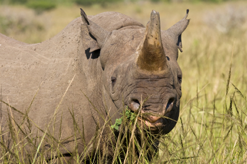 Diceros bicornis front view of black rhino