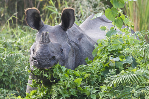 Indian rhino in Nepal for article about Chinese-funded rhino poaching syndicates targeting Chitwan National Park