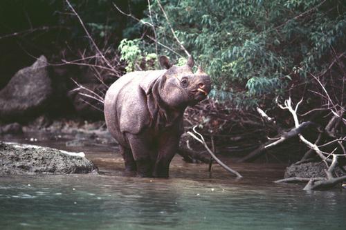 Javan rhino nearly extinct because of Chinese superstitions about rhino horn