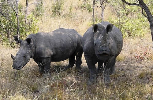 Rhinos in South Africa Kruger National Park where poachers disguised as rangers killed a rhino during World Cup