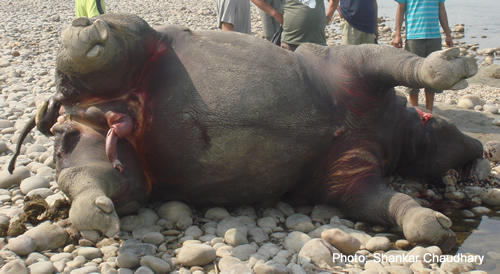 Rhino killed in Nepal because of Chinese superstitions about rhino horn