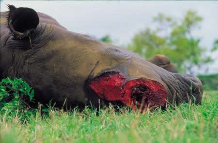 Chinese prosperity and demand behind South Africa rhino poaching crisis