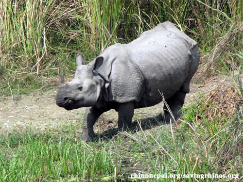 2011 census reveals rhino population increase in Nepal