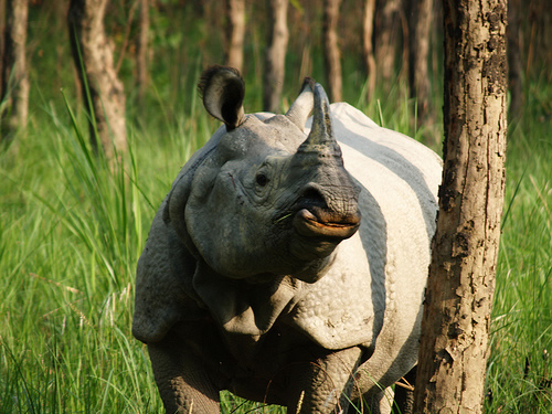 Rhino in Chitwan National Park Nepal for article about killing rhinos for Chinese medicine