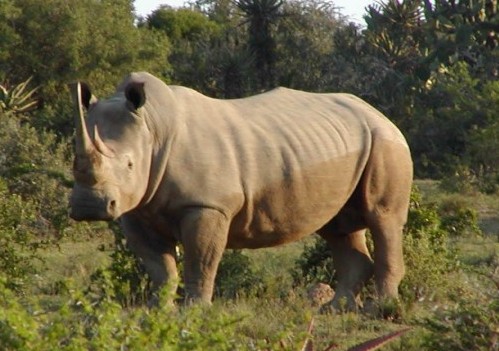Rhino Shot
