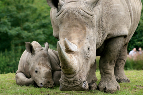 Mother rhino with baby for article about rhinos killed in South Africa for Chinese medicine