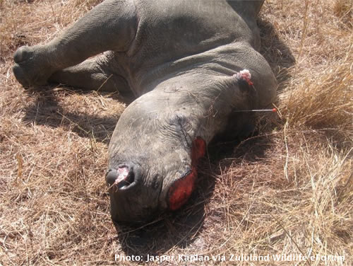 Rhino killed in iMfolozi KZN for traditional Chinese medicine