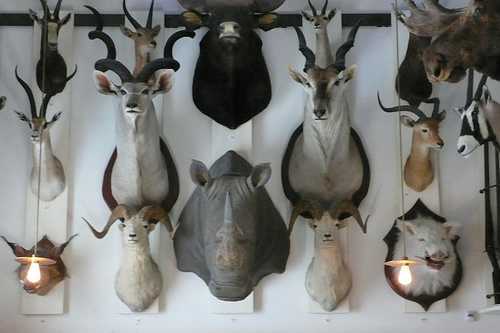 Taxidermied animal heads